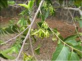 Ylang ylang