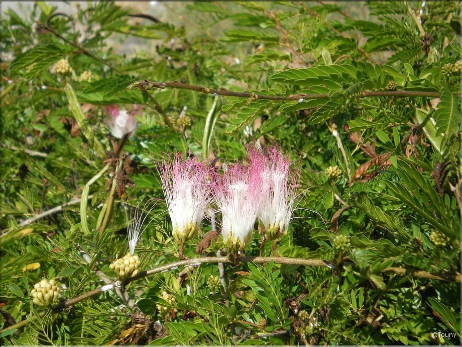 Guyane Kourou - Pompon du marin (calliandra surinamensis)