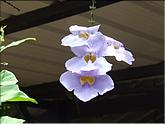 Guyane île Royale (thunbergia grandiflora)