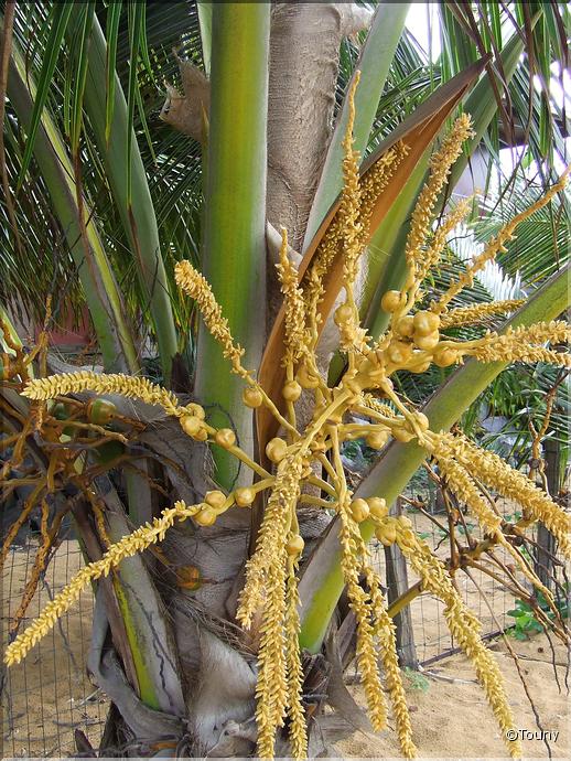 Guyane Remire Monjoly - Palmier