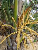 Guyane Remire Monjoly - Palmier></a>
        </td>
       </tr>
       <tr valign=