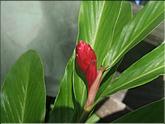 Guyane camp Cariacou - alpinia