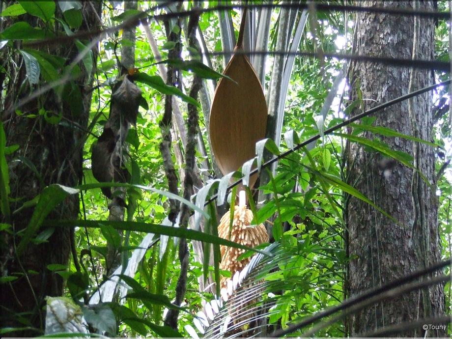 Guyane - palmier maripa