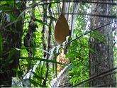 Guyane - palmier maripa