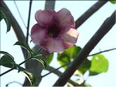 Guyane - anacardium