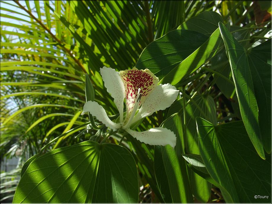 La Réunion - bauhinia - arbre orchidée