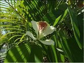 La Réunion - bauhinia - arbre orchidée