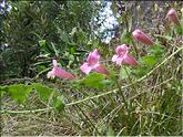 La Réunion - liane maurandya (lophospermum erubescens)