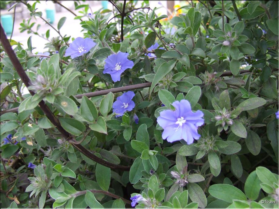 La Réunion - blue day (evolvulus glomeratus)