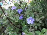 La Réunion - blue day (evolvulus glomeratus)