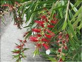 La Réunion - rince bouteille (callistemon lanceolatus)
