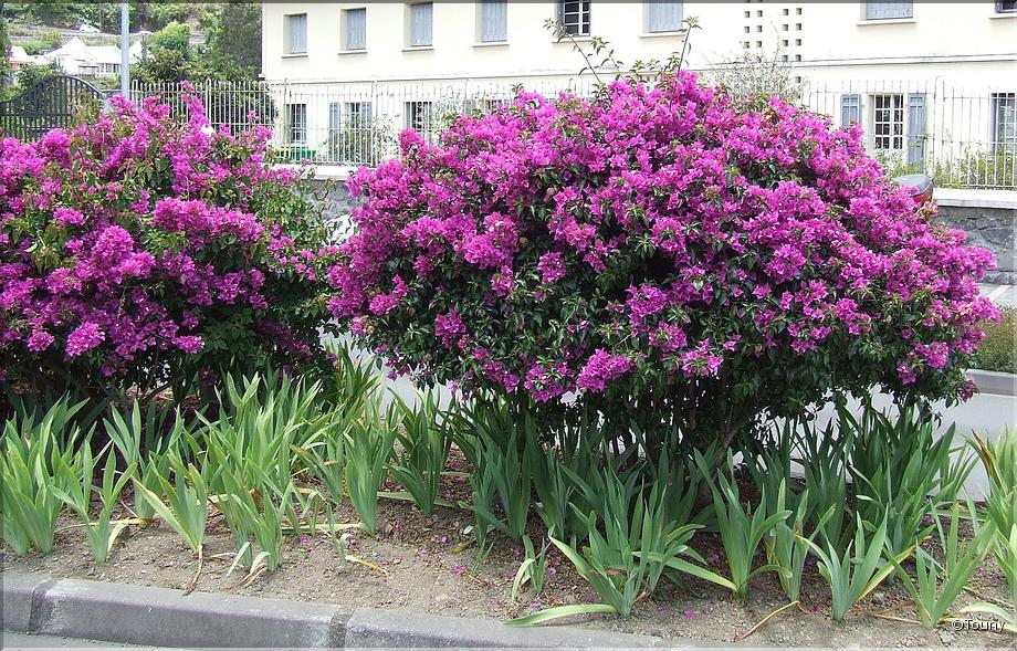 La Réunion - bougainvillées 'violets'