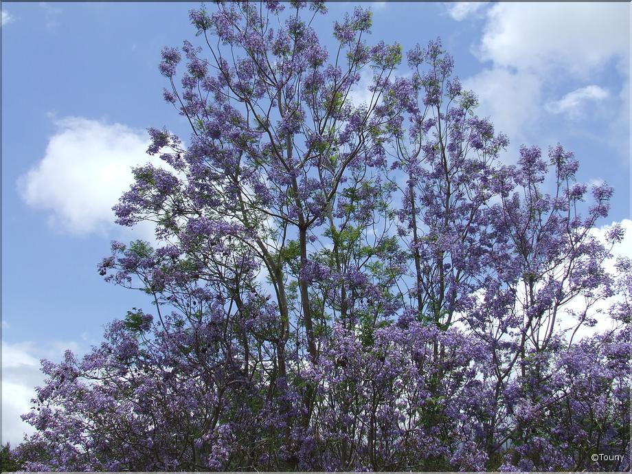 La Réunion - jacaranda mimosifolia