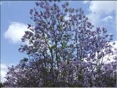 La Réunion - jacaranda mimosifolia