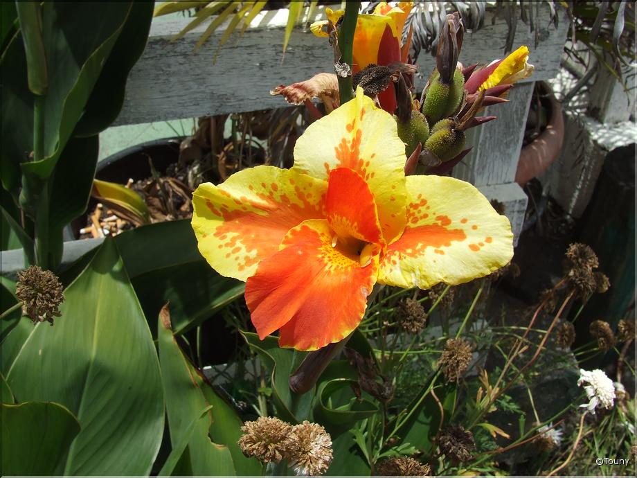 La Réunion - canna