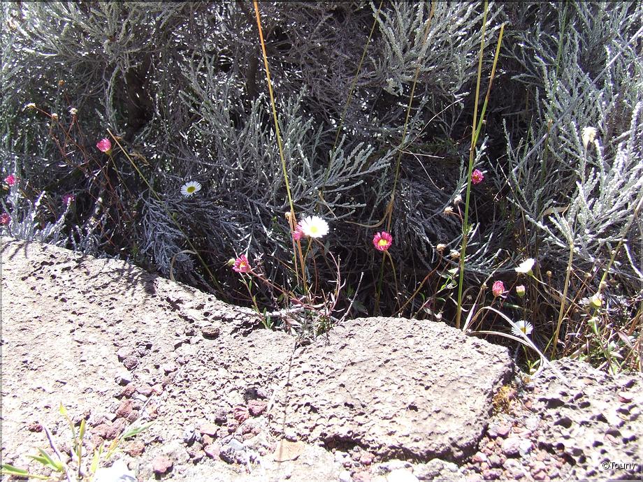 La Réunion - marguerite folle