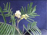 La Réunion - acacia noir (acacia mearnssi)