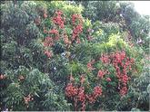 La Réunion - letchies (litchi chinensis)