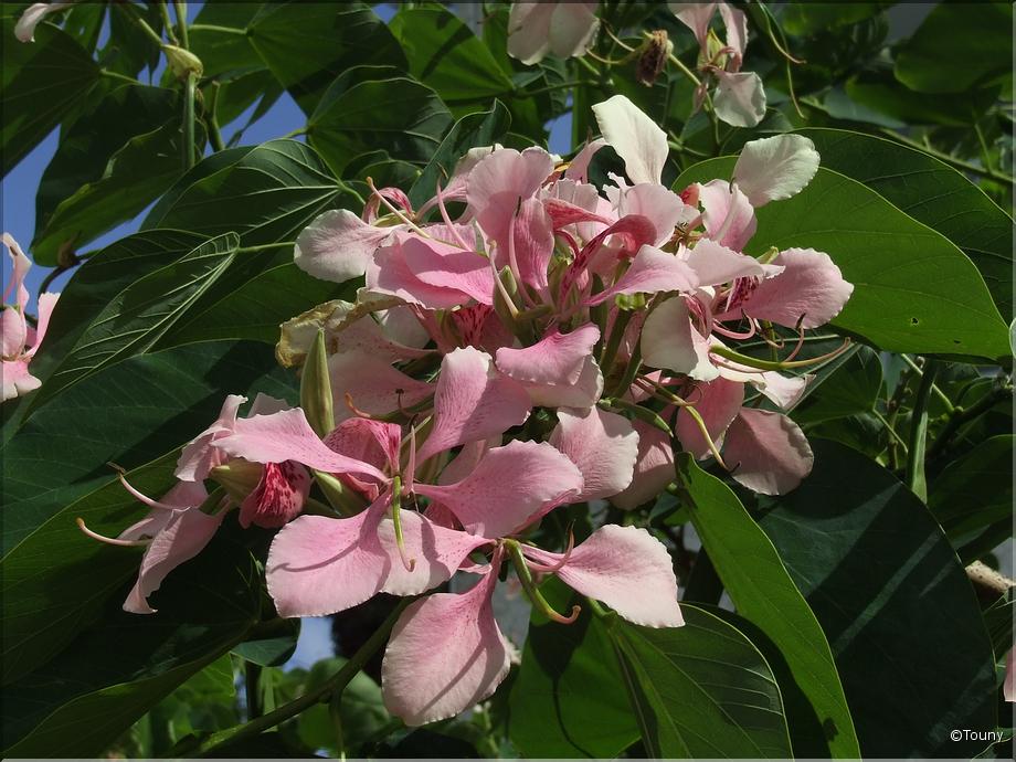 La Réunion - bauhinia, arbre orchidée