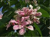 La Réunion - bauhinia, arbre orchidée