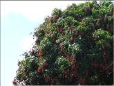 La Réunion - letchies