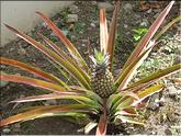La Réunion - ananas