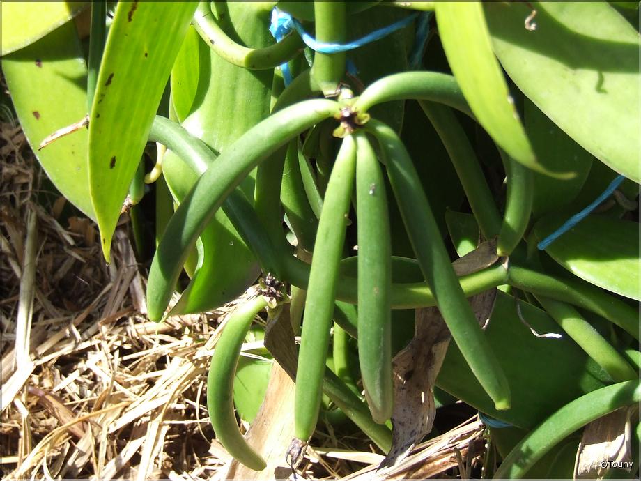 La Réunion - gousses de vanille