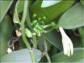 La Réunion - fleur de vanille