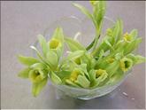 La Réunion - fleurs de vanille