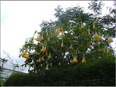 La Réunion - trompette des anges (faux datura) (brugmansia aurea)