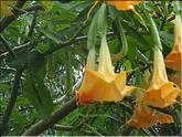 La Réunion - trompette des anges (faux datura) (brugmansia aurea)