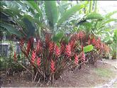 La Réunion - heliconia pince de homard (heliconia bihai)