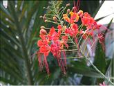 La Réunion - fleur de flamboyant