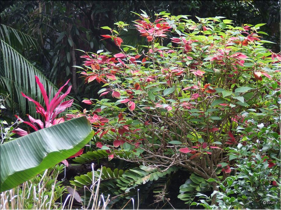La Réunion - poinsettia - étoile de noël (euphorbia pulcherrima)