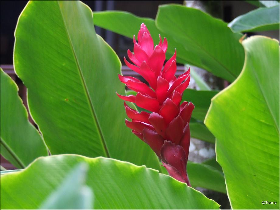 La Réunion - gingembre rouge (alpinia purpurata)