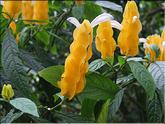 La Réunion - panache d'officier (pachystachys lutea)
