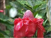 La Réunion - rose de porcelaine (etlingera eliator)