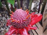 La Réunion - rose de porcelaine (etlingera eliator)