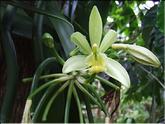 La Réunion - vanille