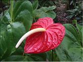 La Réunion - anthurium