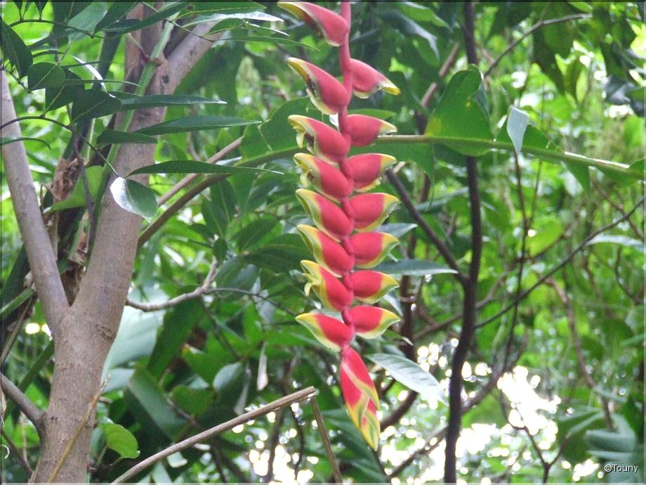 La Réunion- balisier (heliconia rostrata)