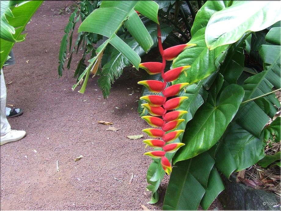 La Réunion -balisier (heliconia rostrata)
