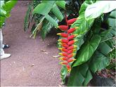 La Réunion -balisier (heliconia rostrata)