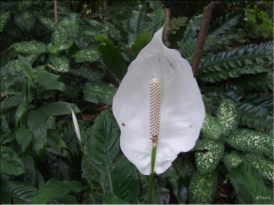 La Réunion - spatiphyllum