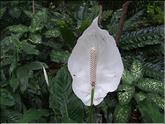 La Réunion - spatiphyllum