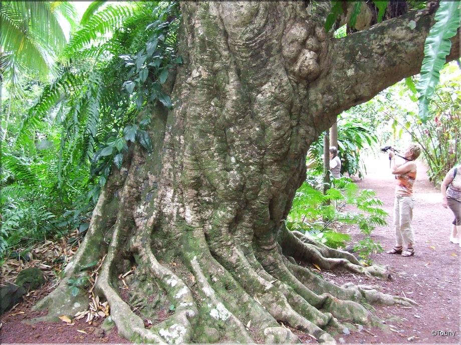 La Réunion - tronc de ficus