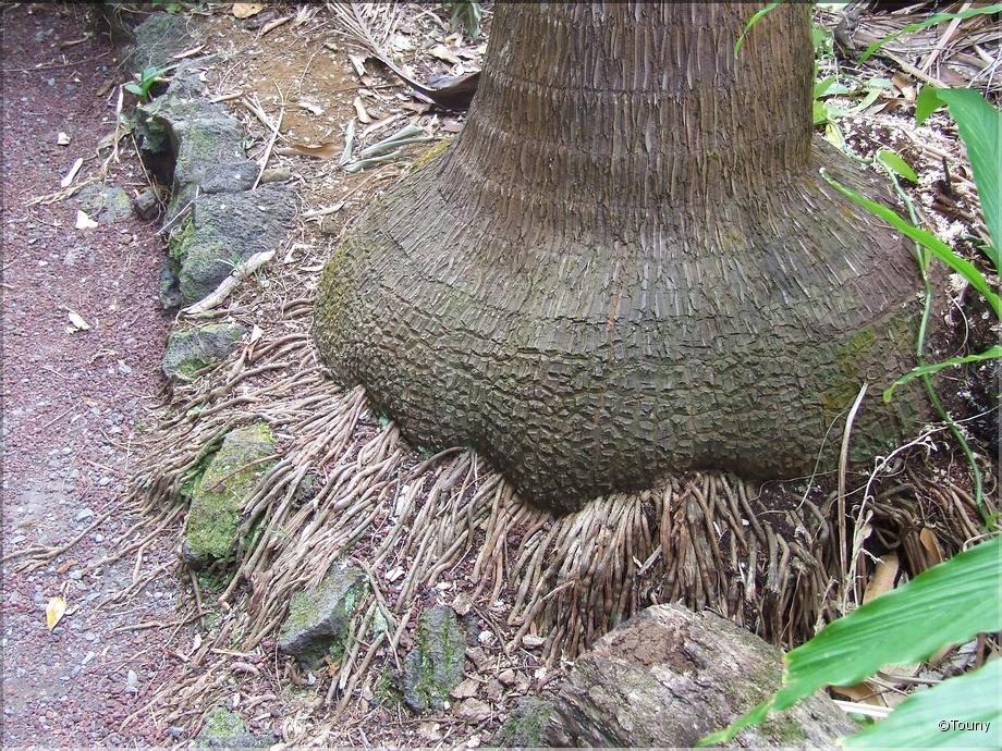 La Réunion - pied d'éléphant