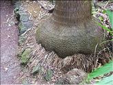La Réunion - pied d'éléphant