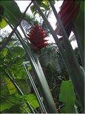 La Réunion - heliconia