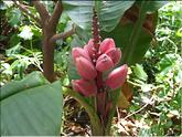 La Réunion - banane rose (musa velutina)